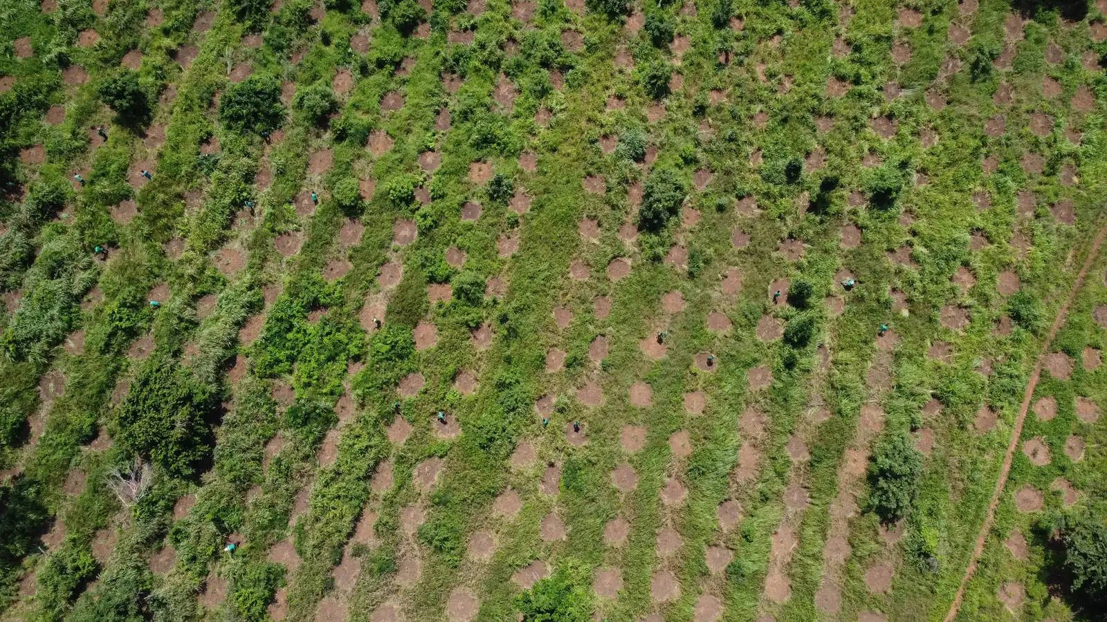 Aerial view of newly cleared and planted ground in the Ashanti Region