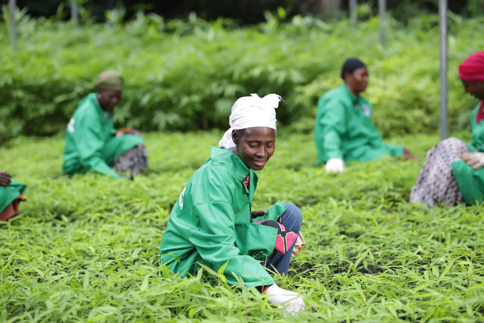 EcoPlanet nursery workers tending young bamboo seedlings in Ghana