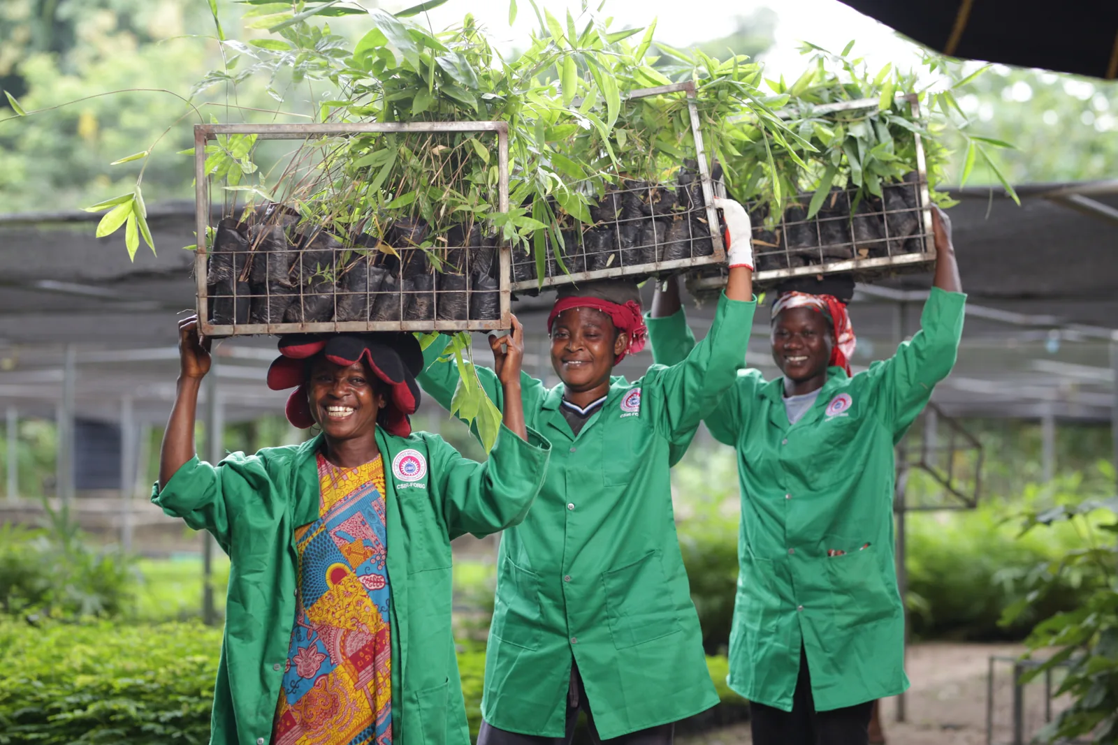 Three EcoPlanet nursery workers carrying a tray of bamboo seedlings overhead in Ghana
