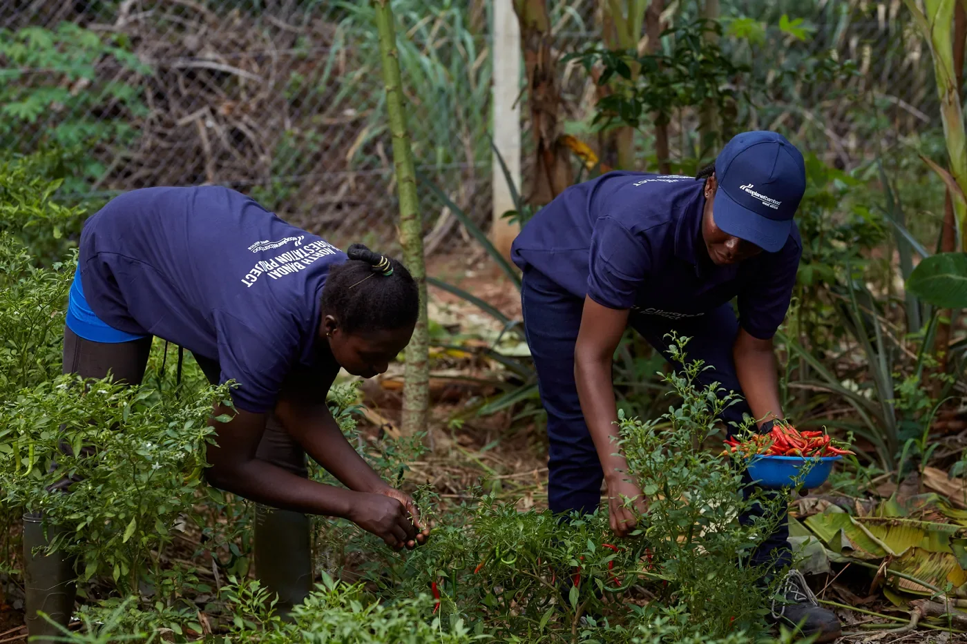 Picking chilies grown alongside the bamboo, Ghana