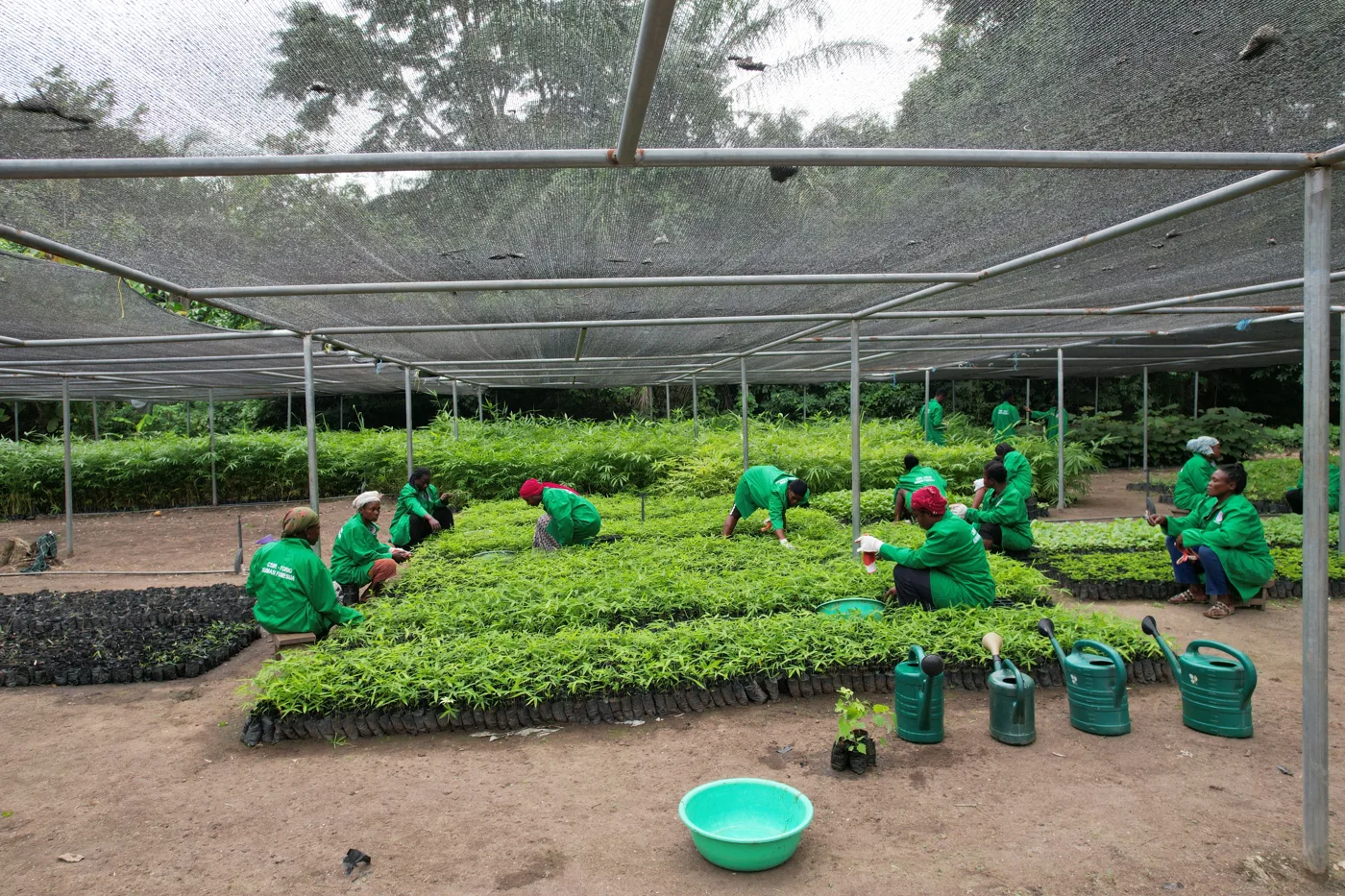 Nursery workers tending bamboo seedlings under shade netting in Ghana