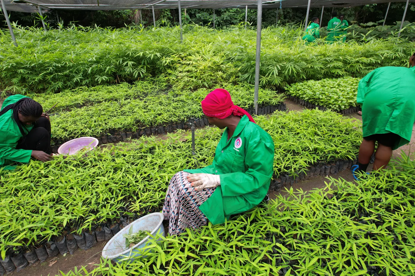 A nursery worker in green coveralls weeding seedlings in Ghana
