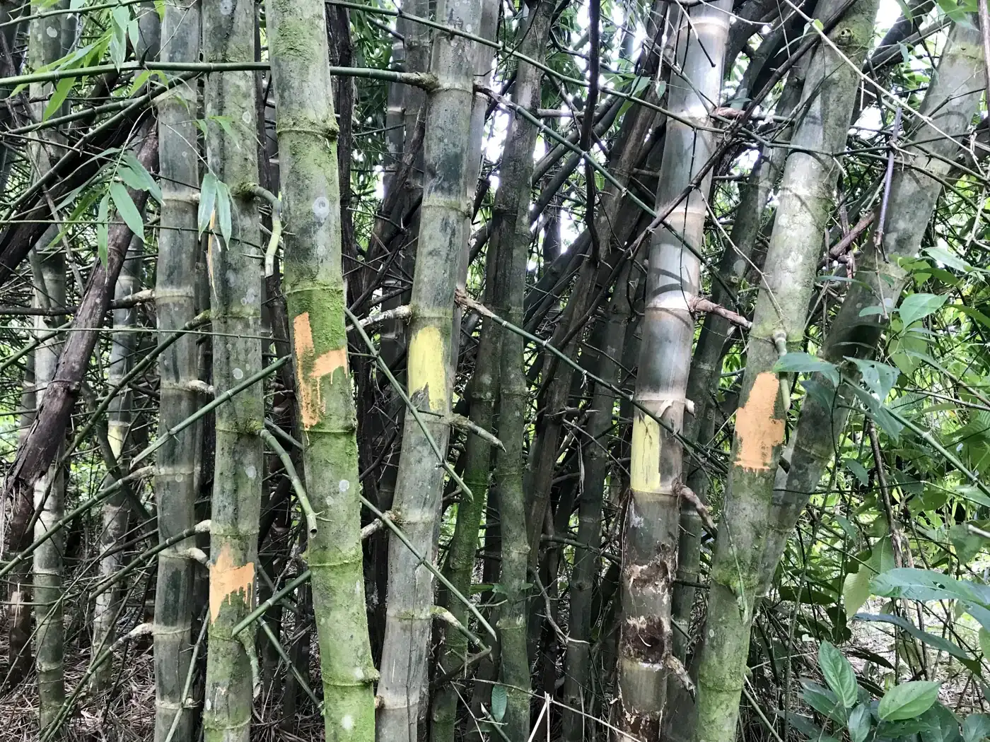Standing bamboo culms marked with orange and yellow paint to identify poles for selective harvest