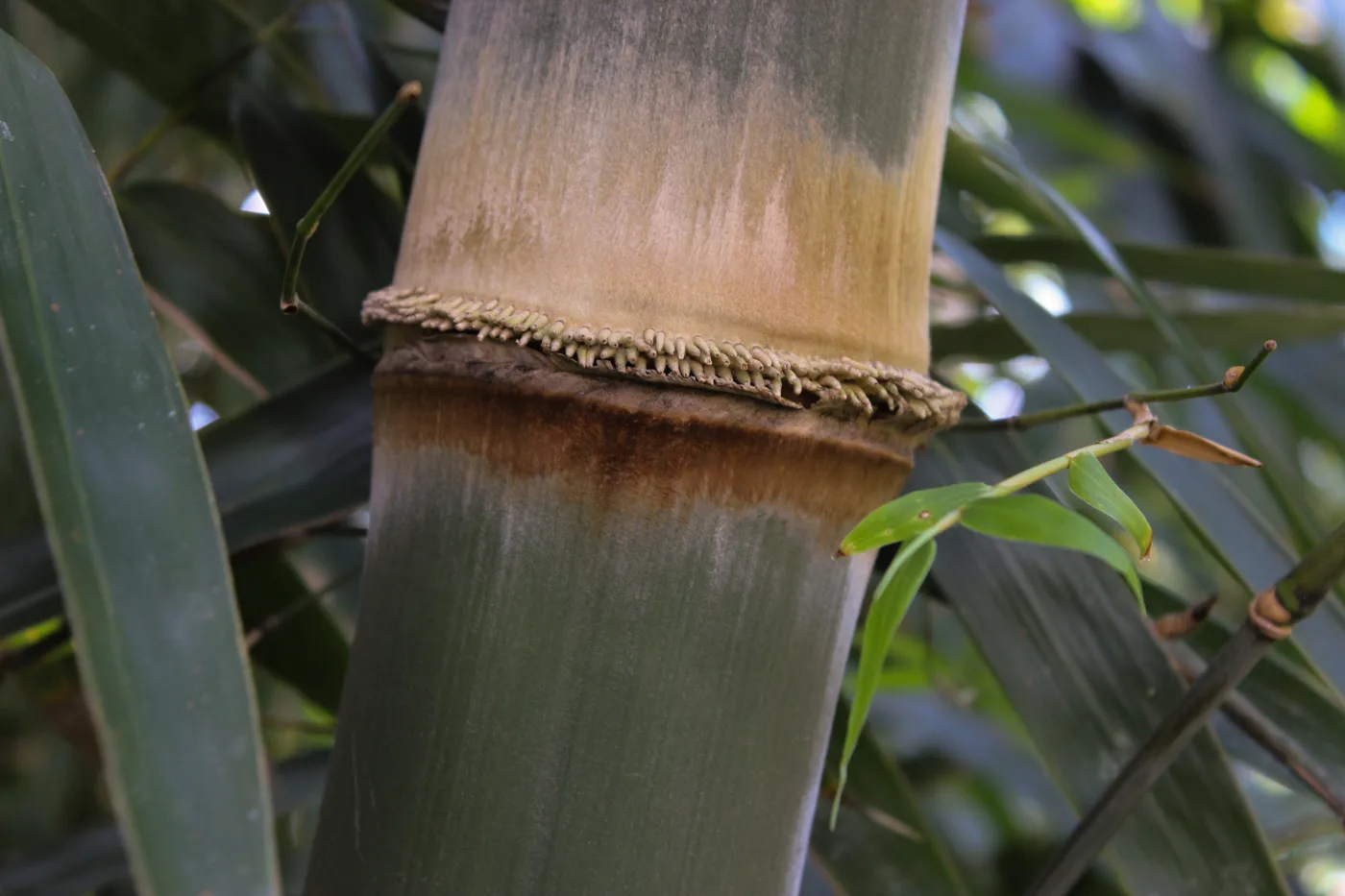 The node ring of a mature Dendrocalamus asper culm