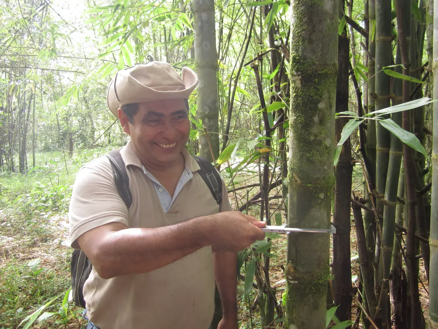 A field officer measuring a bamboo culm