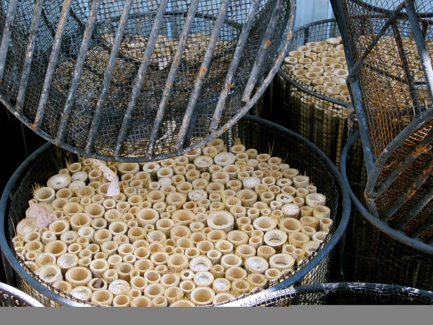 Cut bamboo sections packed upright in wire baskets