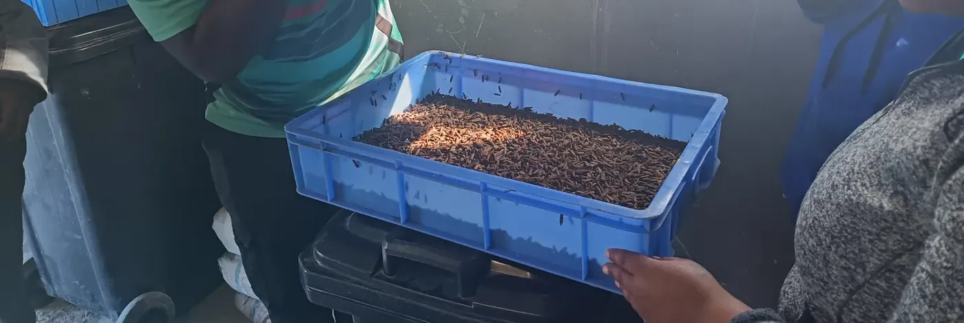 The black soldier fly project in South Africa