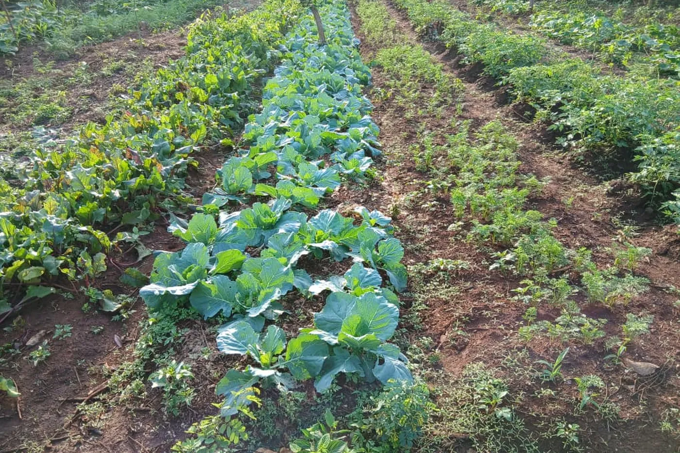 A demonstration farm run with an EcoPlanet project community
