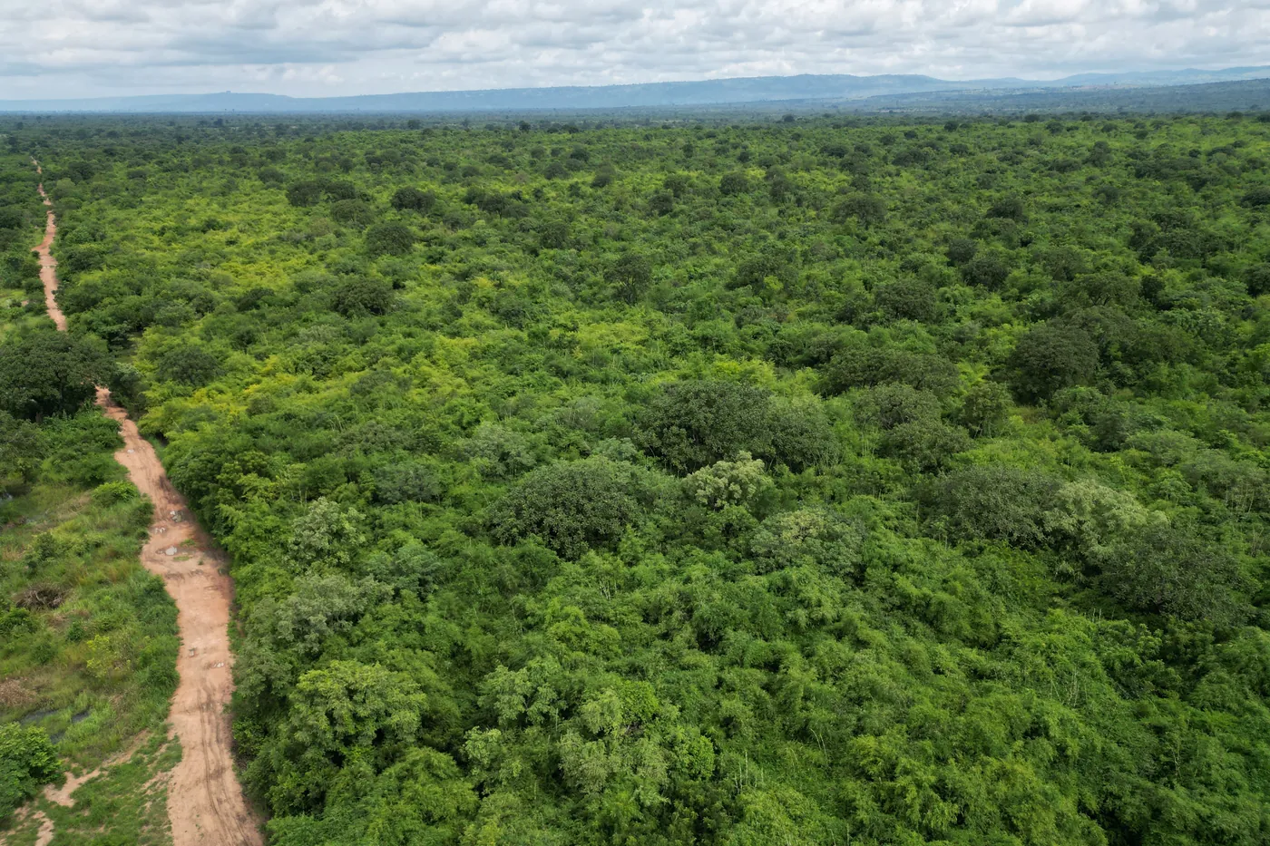 Forest canopy across an EcoPlanet project landscape