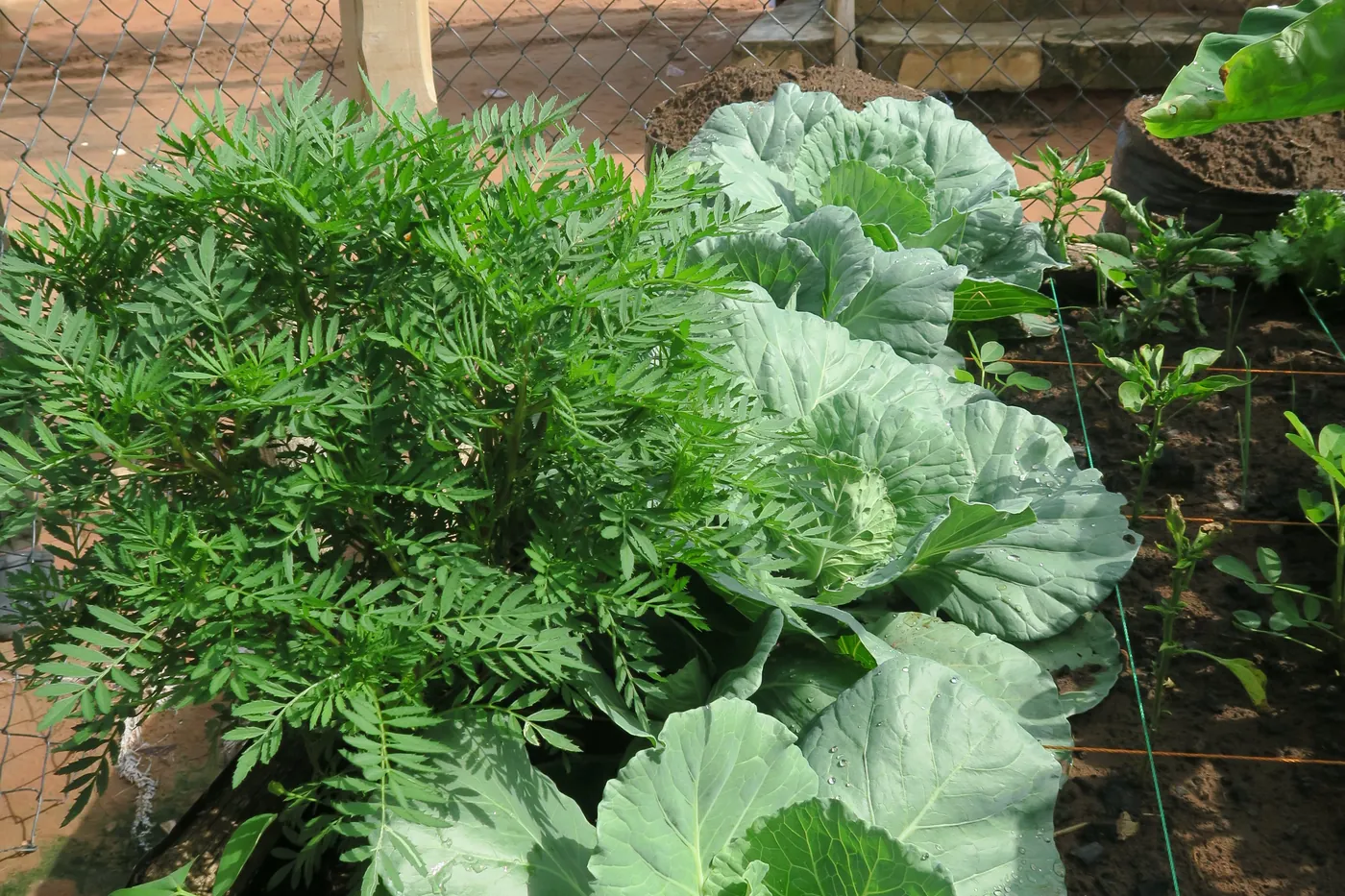 A household vegetable garden and its harvest