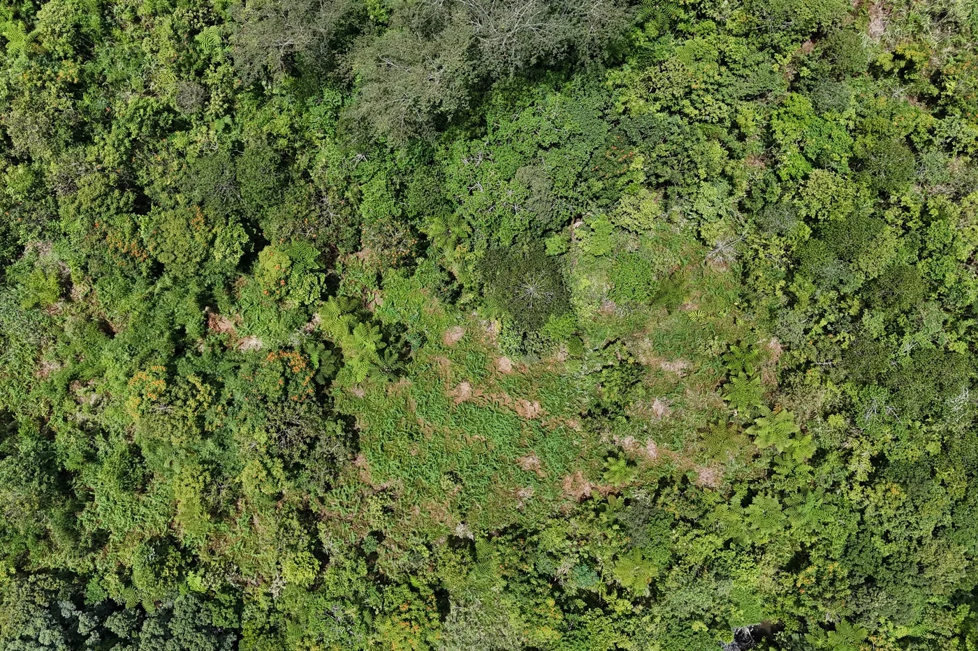 Bamboo planted alongside indigenous trees