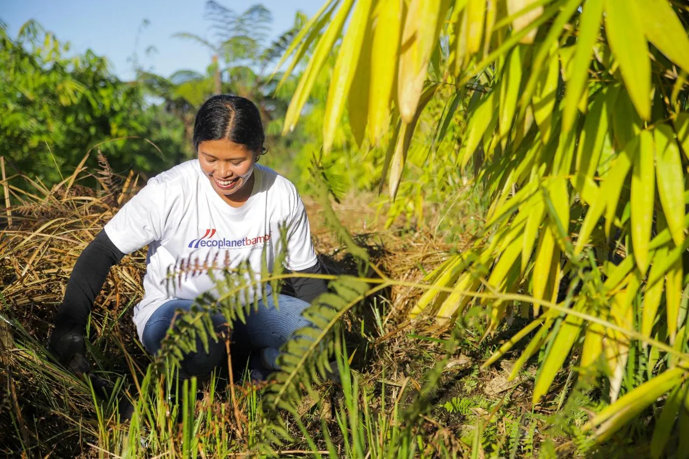 A worker planting among young bamboo