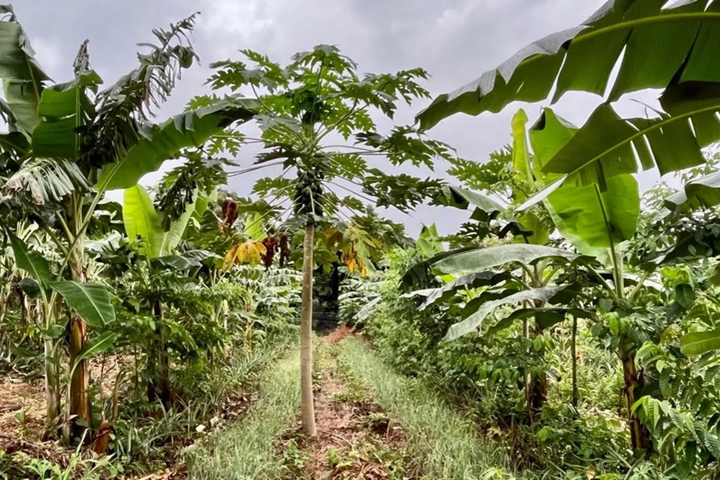 A regenerative farm established with an EcoPlanet project community
