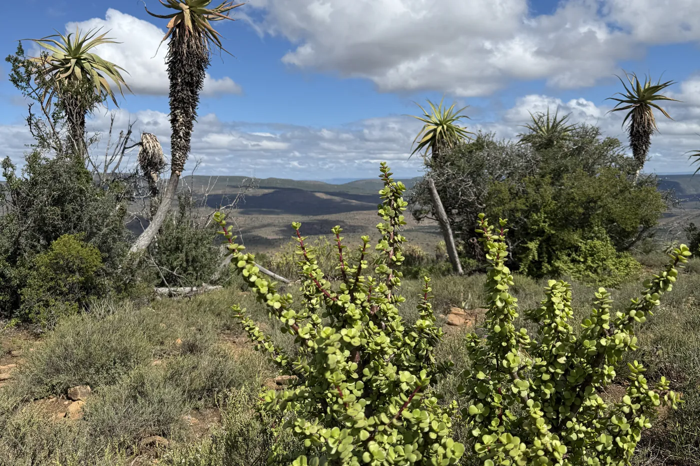 Spekboom restoration in the Eastern Cape, South Africa