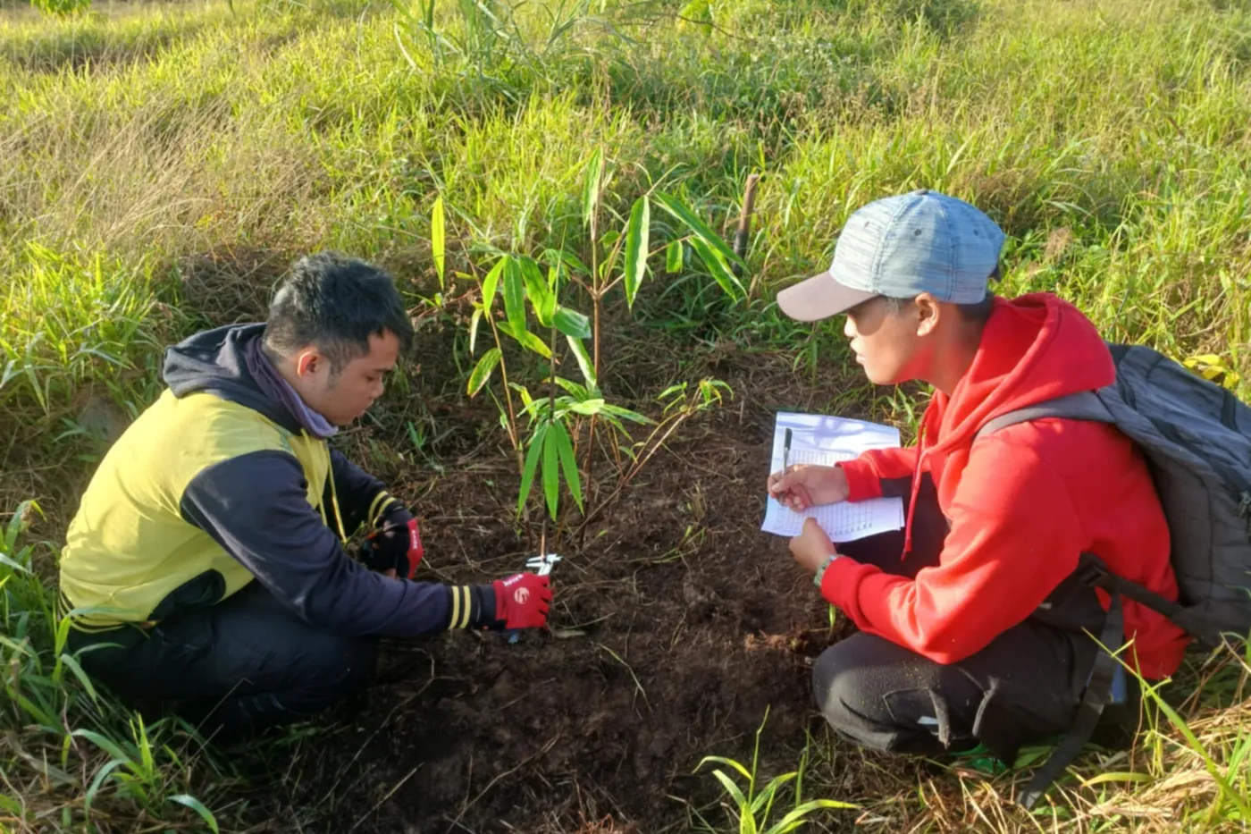 Established bamboo on restored land