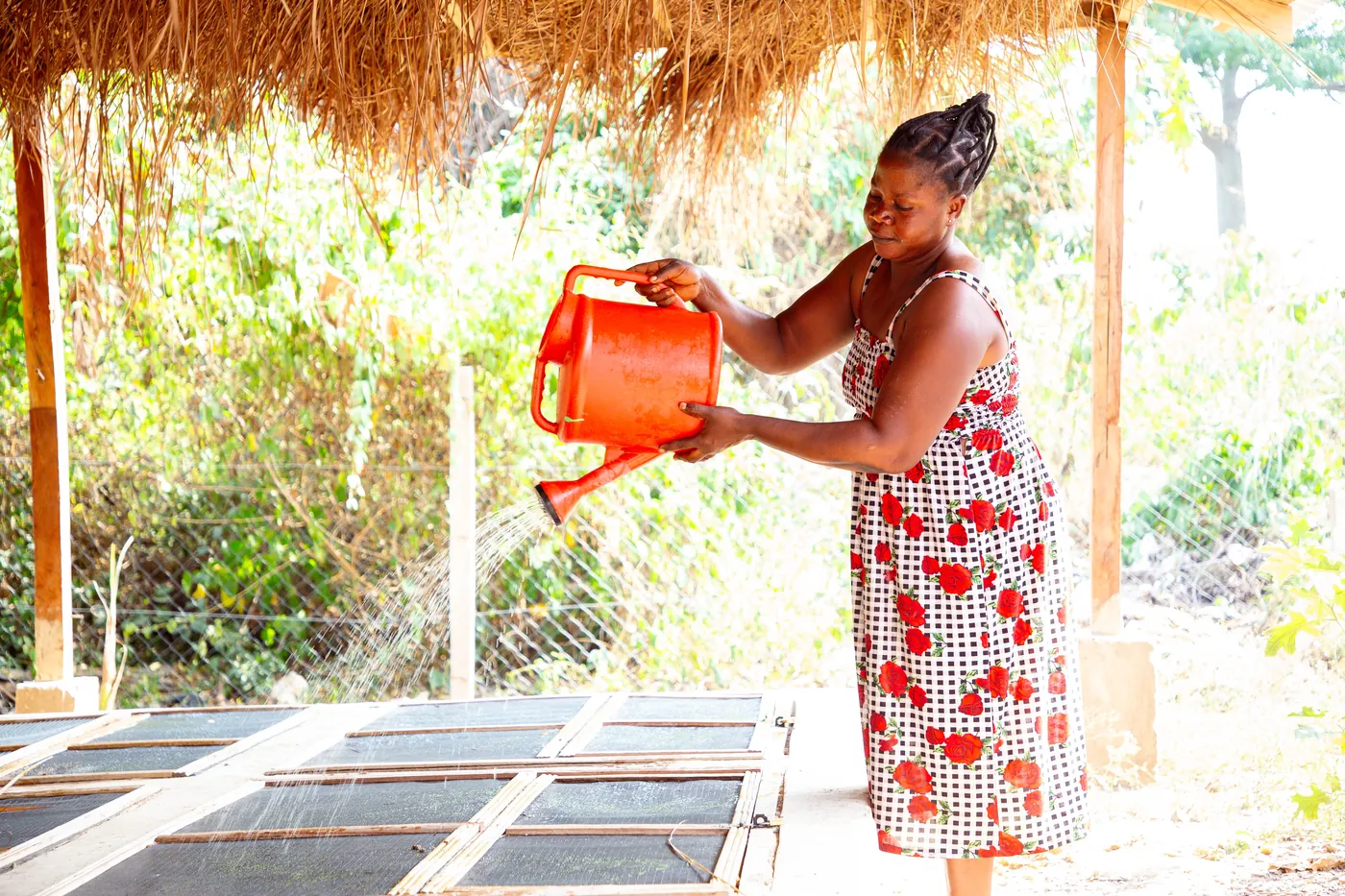 A community snail farming project in Ghana