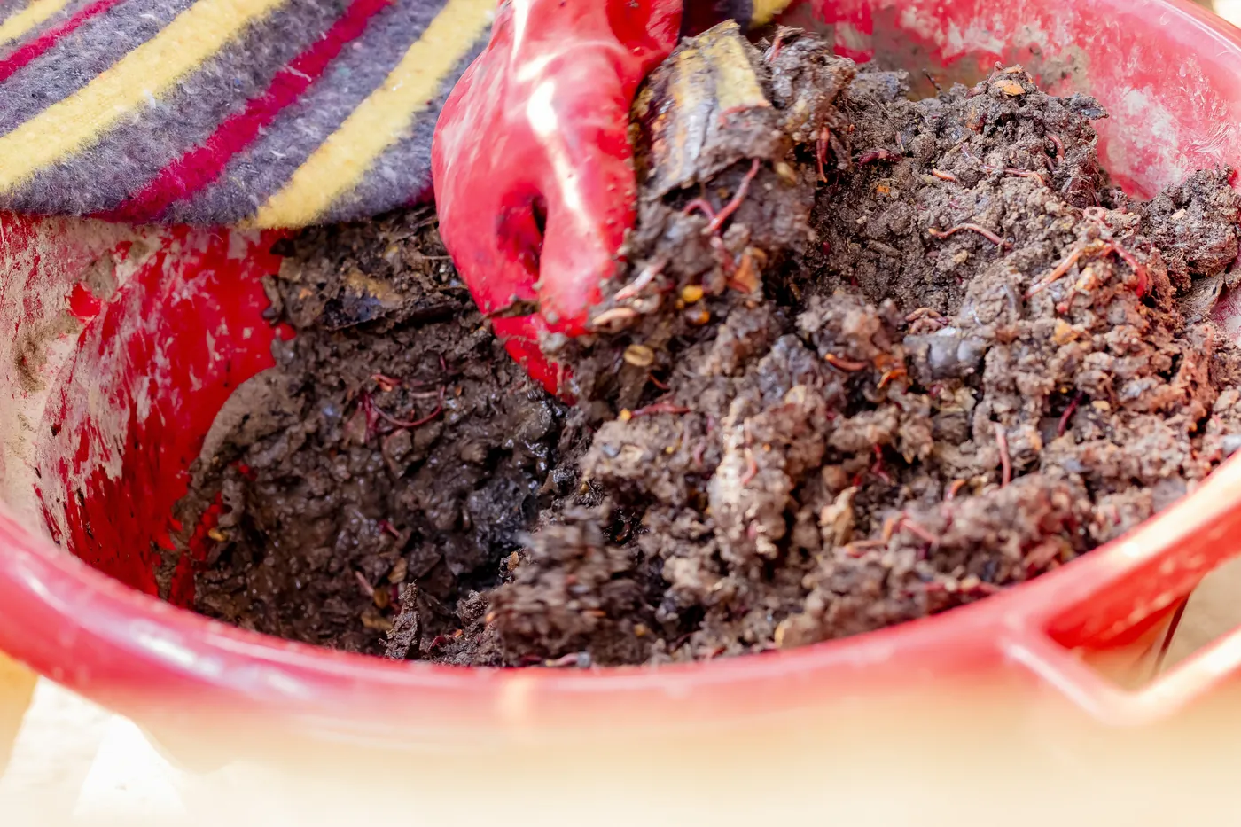 Worm castings and vermicompost harvested from an EcoPlanet vermiculture system