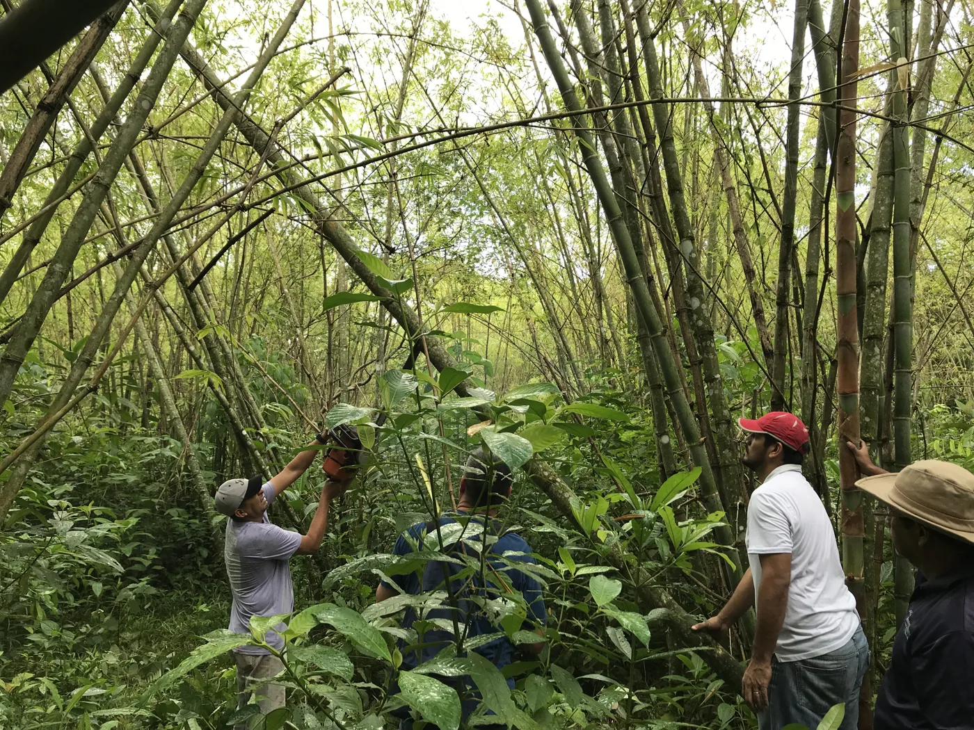 A crew cutting a mature culm inside an established bamboo stand in Nicaragua