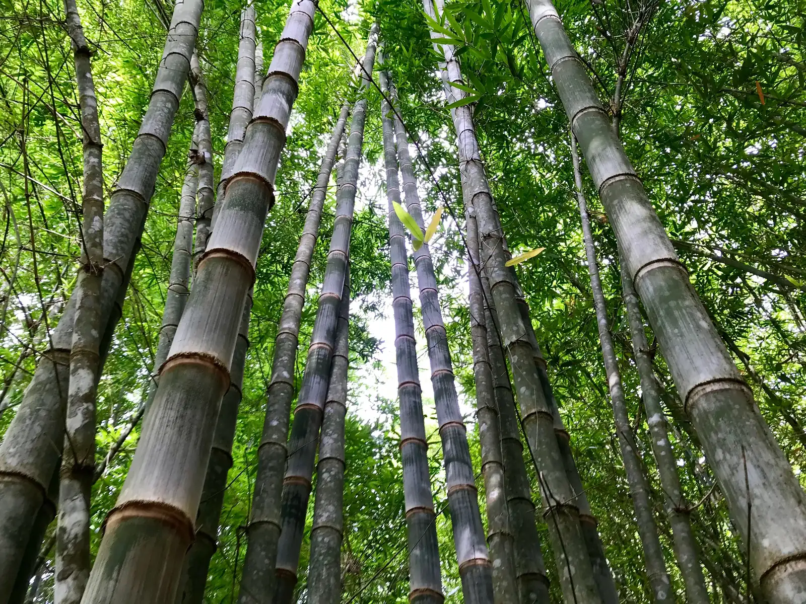 Looking up through mature bamboo culms