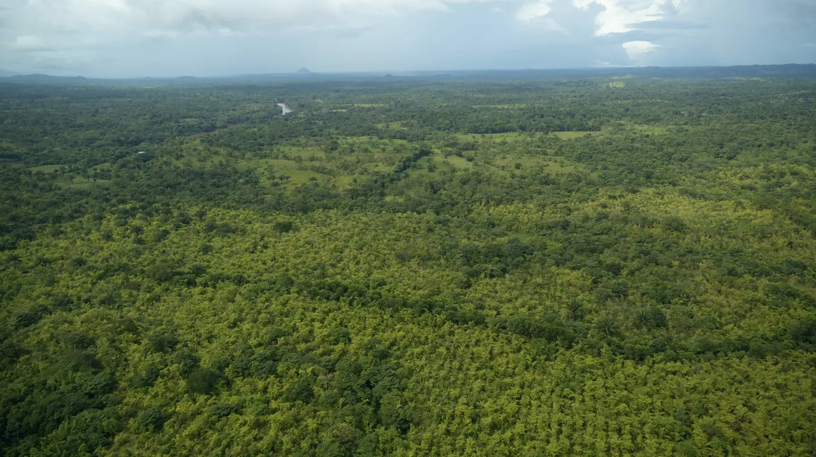 Young bamboo merging into forest on former pasture, Nicaragua