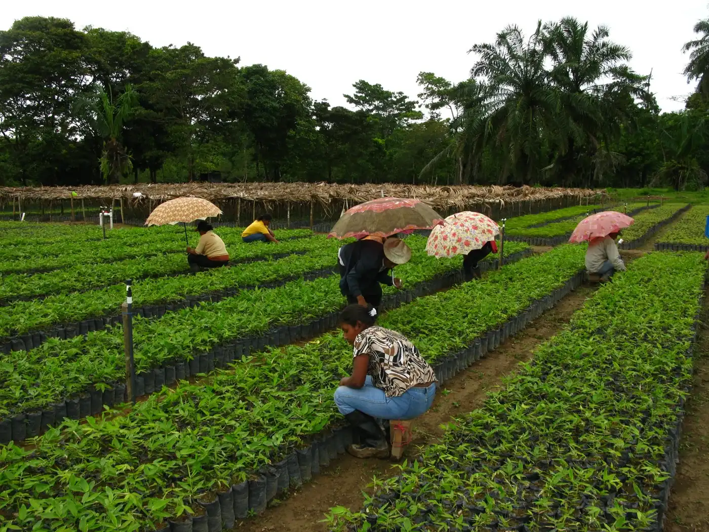 Workers under umbrellas tending nursery beds in Nicaragua