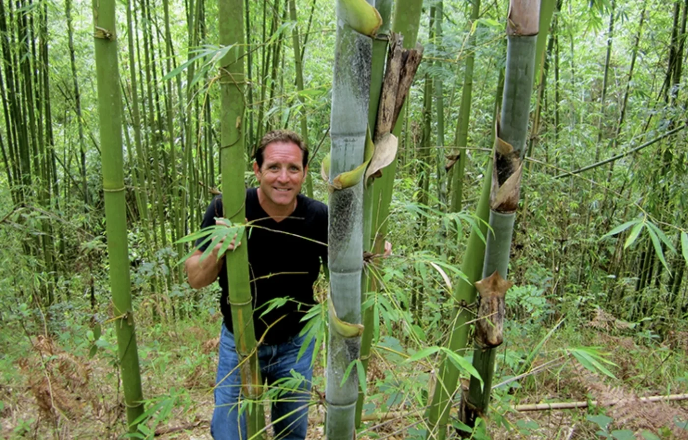 Troy Wiseman standing among mature bamboo culms on an EcoPlanet farm