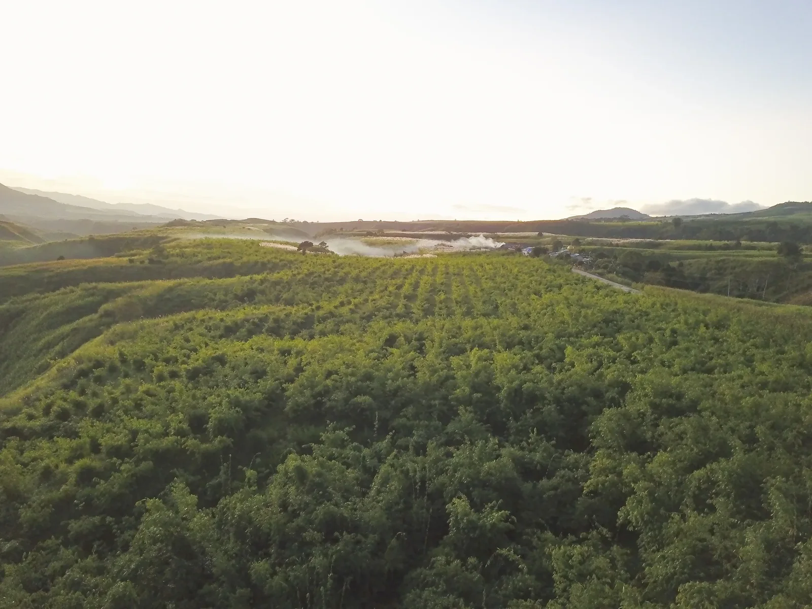Young bamboo across hills at dawn, Lanao del Sur
