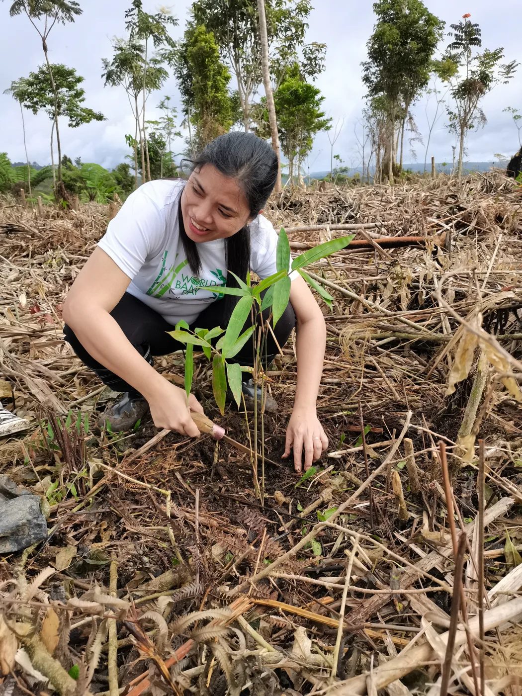 A worker firming the soil around a newly planted bamboo seedling in the Philippines