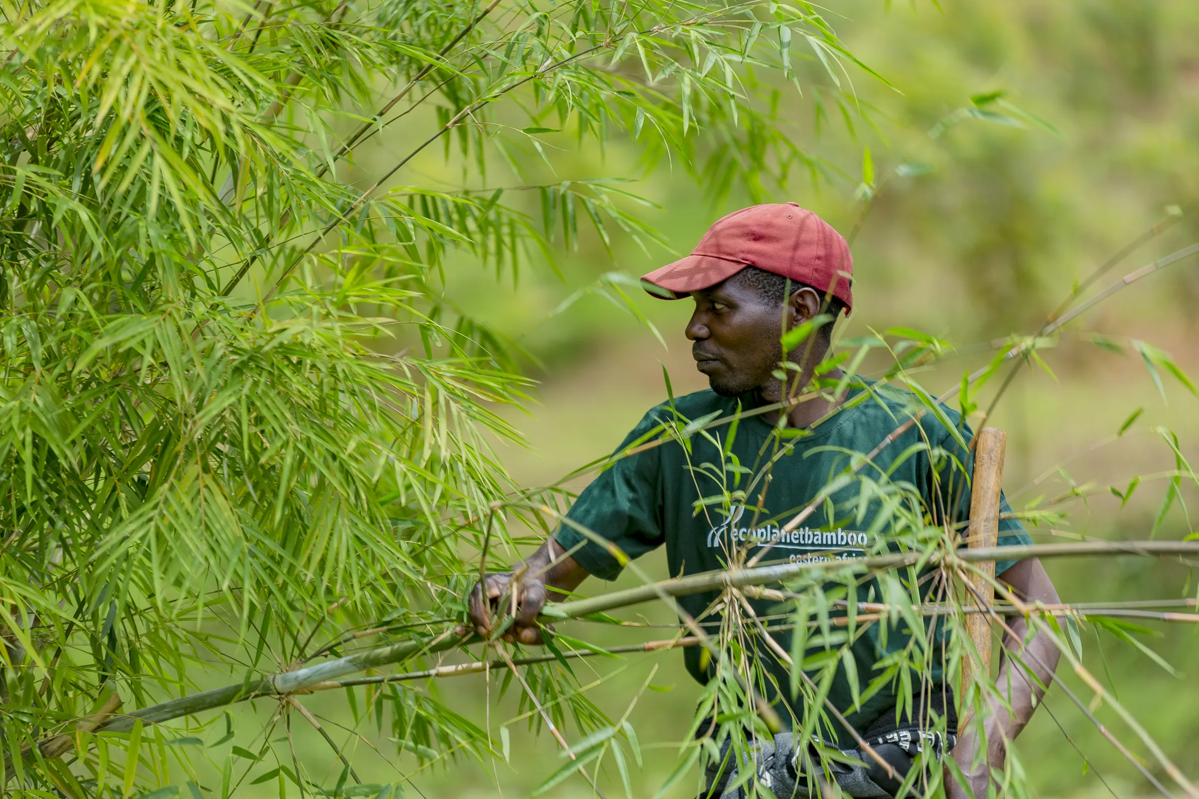 A worker steadying a bamboo culm in Rwanda