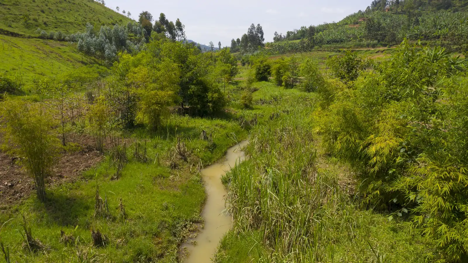 A stream flanked by establishing young bamboo along a restored buffer zone in Rwanda