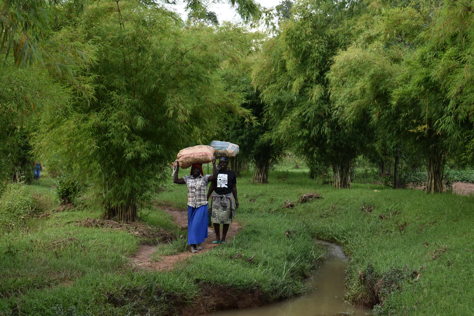A stream running through a planted riparian buffer in Rwanda, with villagers walking the bank