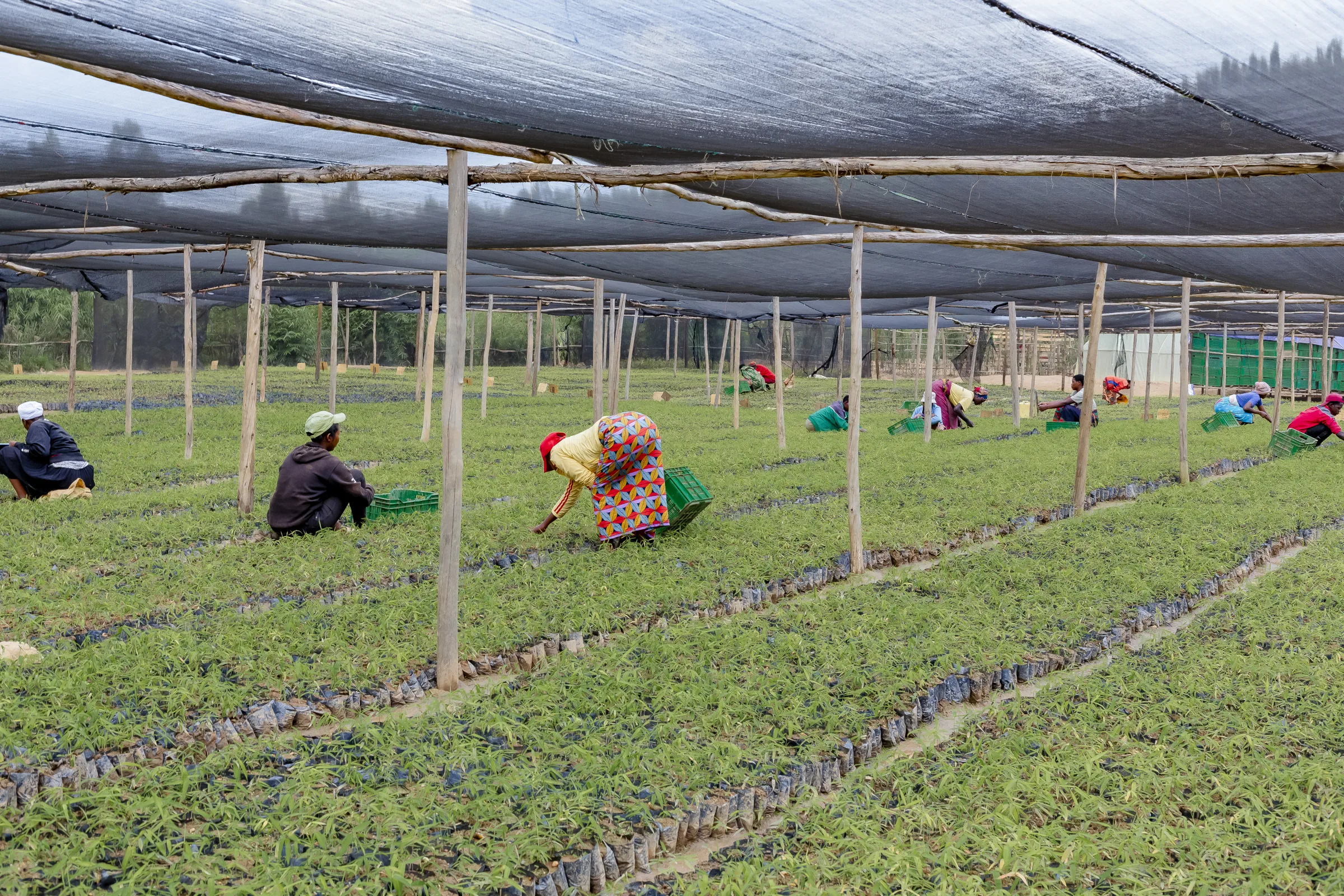 Nursery workers tending seedlings under shade net in Rwanda