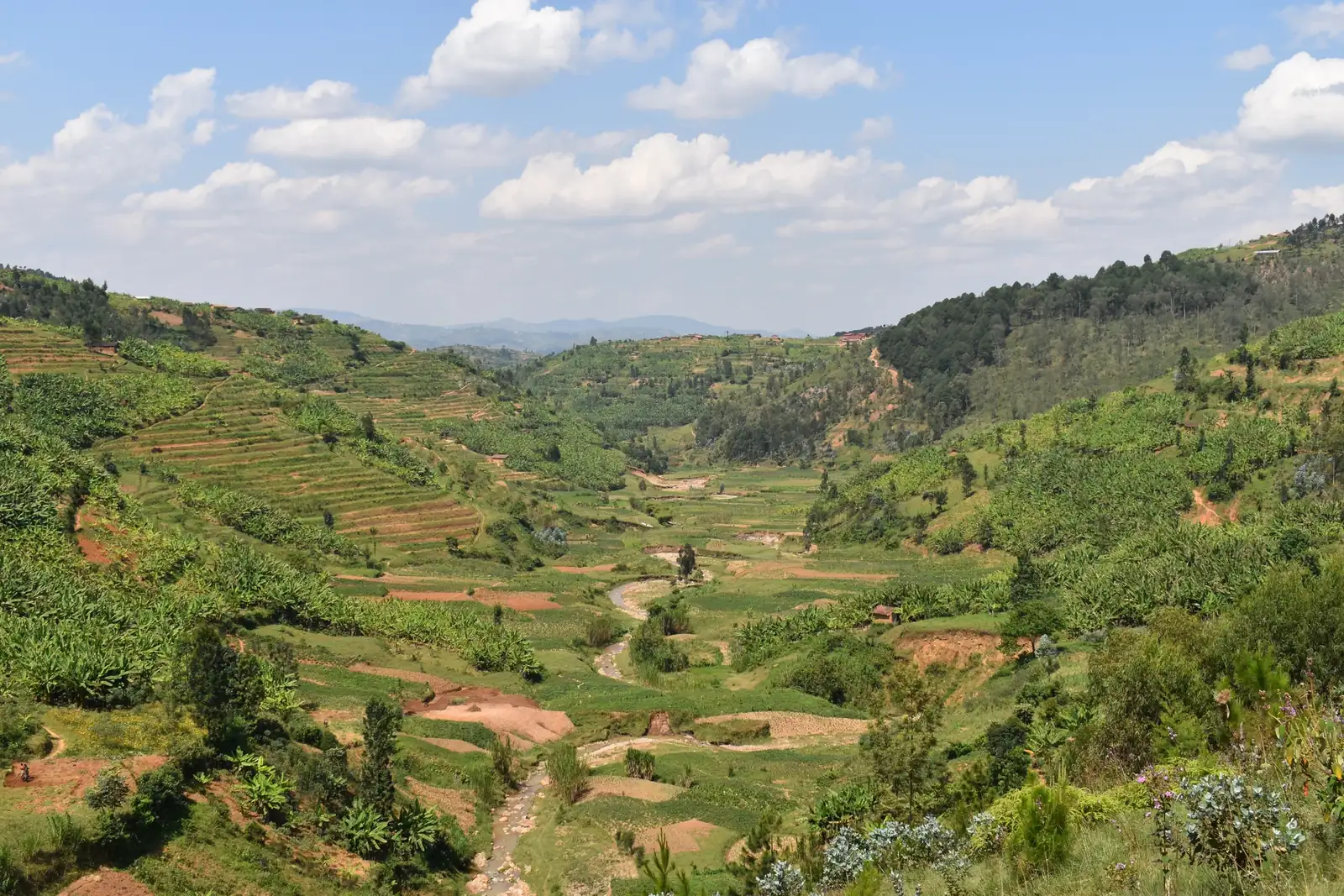 Terraced green valley with a river winding through it, Rwanda