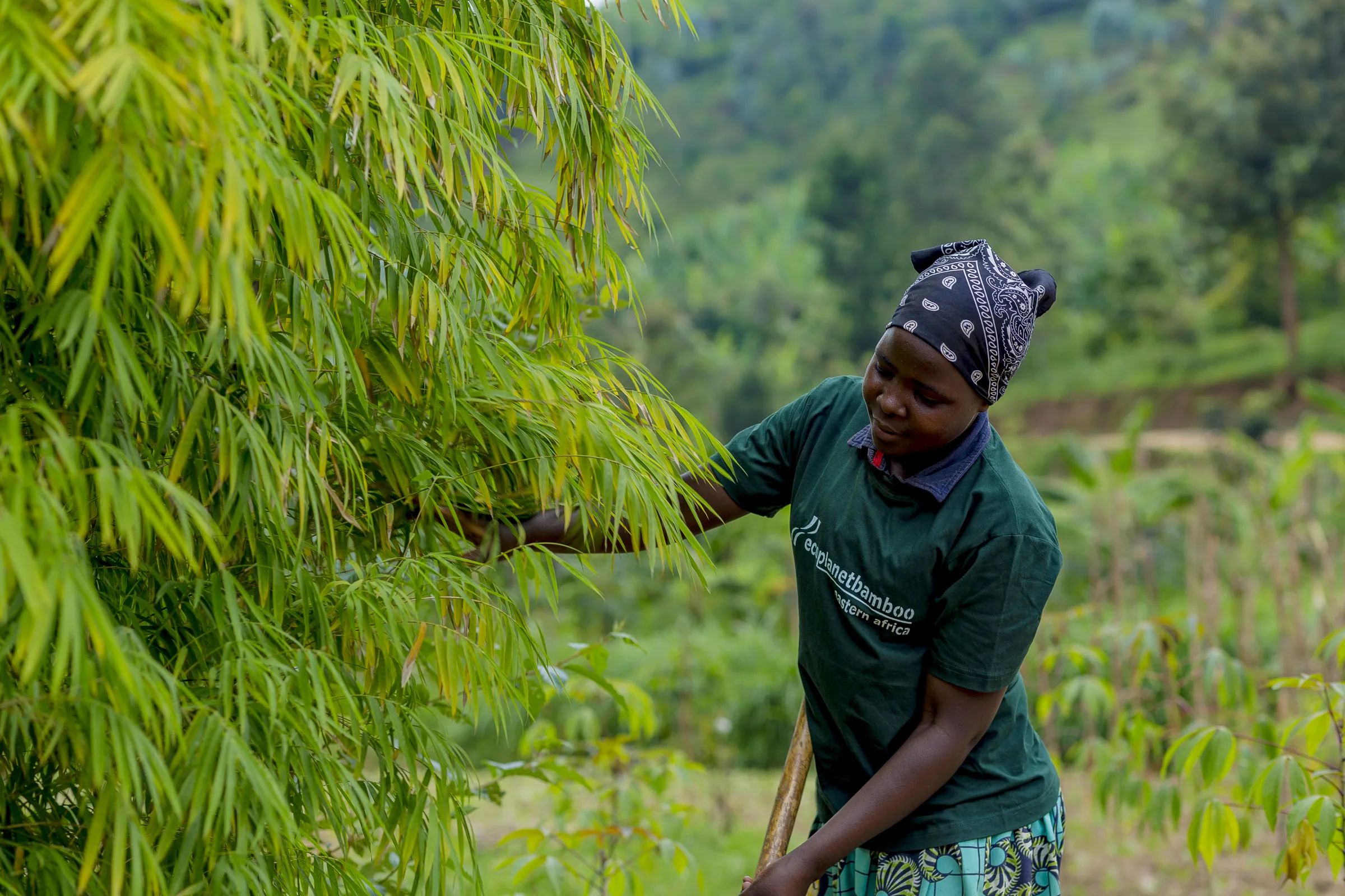 An EcoPlanet worker tending clumping bamboo in Rwanda