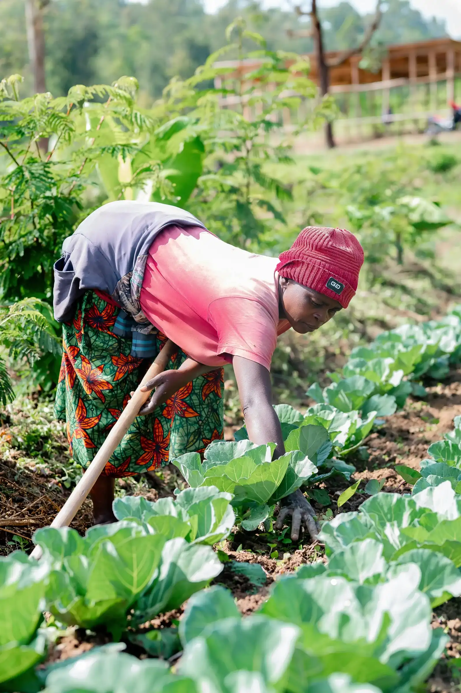 A worker weeding a vegetable garden in Rwanda