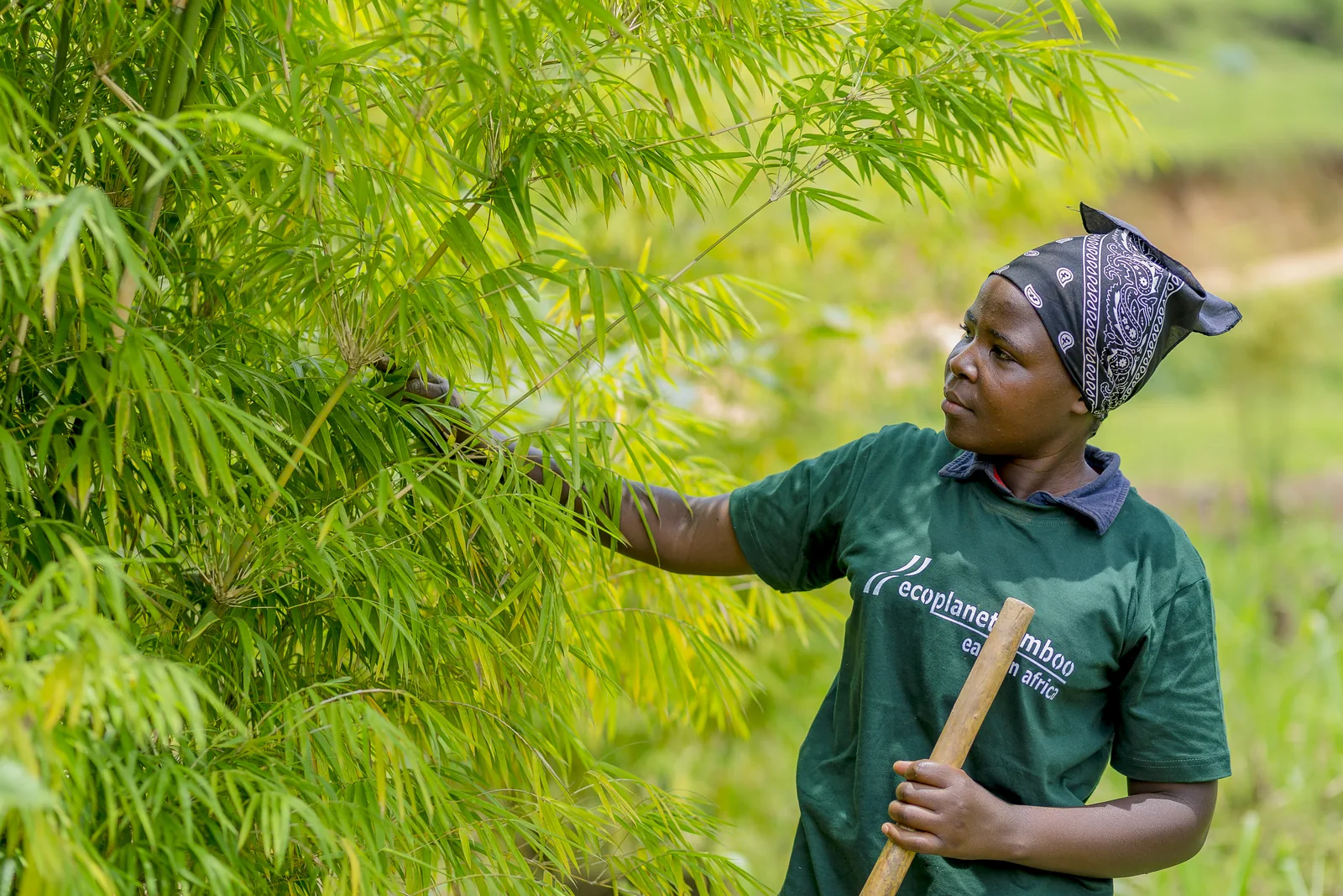 An EcoPlanet worker tending bamboo culms along a Rwandan riverbank