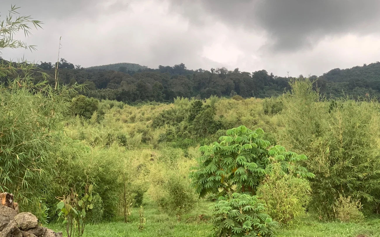 Restored habitat of bamboo and native species inside the park