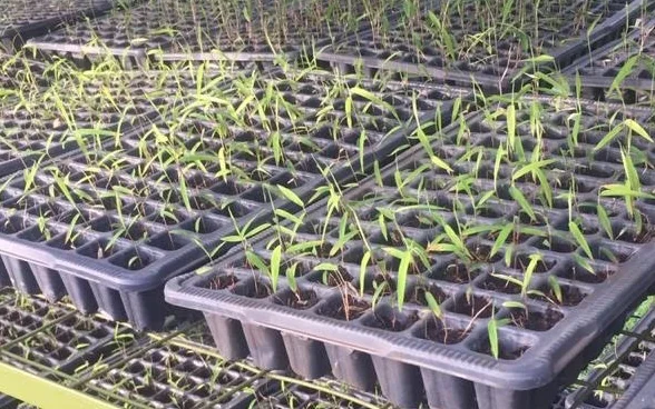 Seedling trays of indigenous bamboo in the project nursery