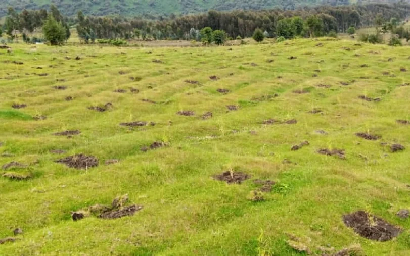 Ground cleared and prepared for planting at Volcanoes National Park