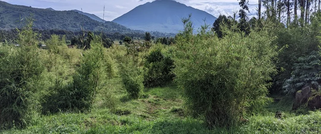 Restored indigenous bamboo beneath the volcanic peaks of Volcanoes National Park, Rwanda
