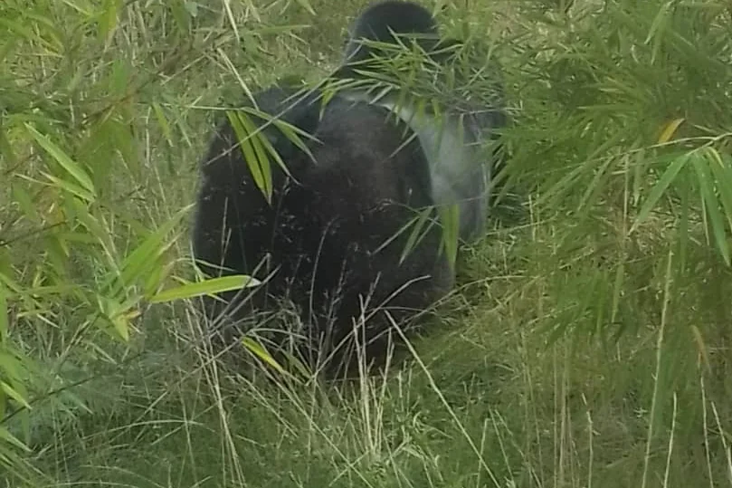 A silverback gorilla among the planted bamboo at Volcanoes National Park