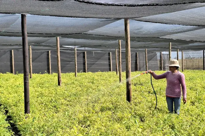 A worker watering seedlings under shade netting in the nursery