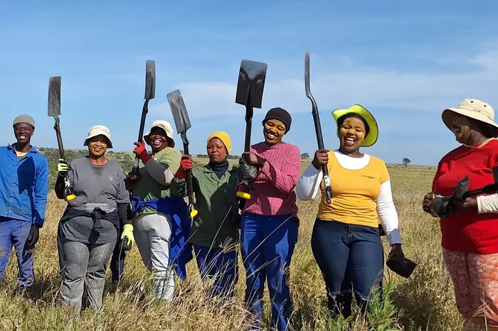 A planting crew with spades on their way to the field