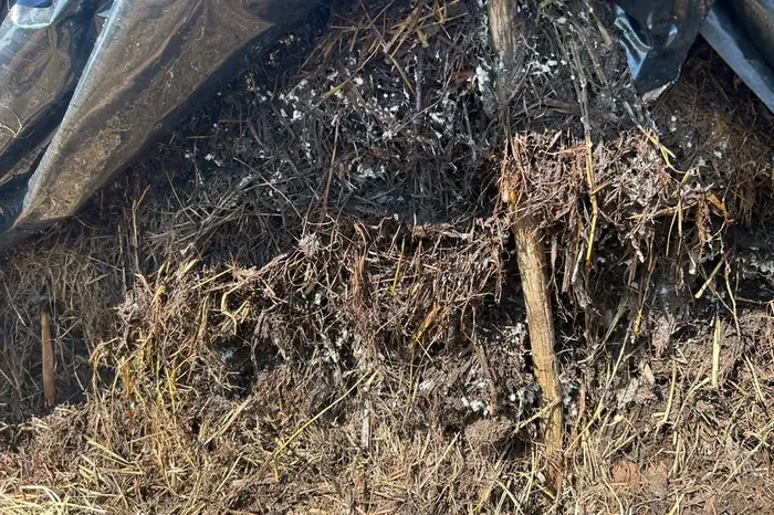 Compost maturing under cover at the farm composting site