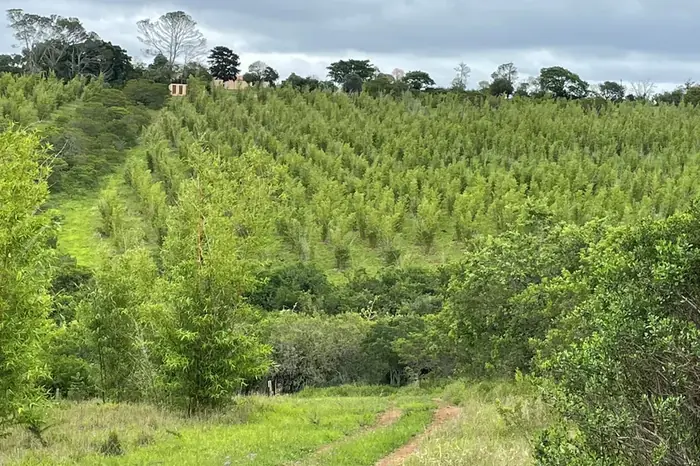 Young bamboo rows established across the hillside