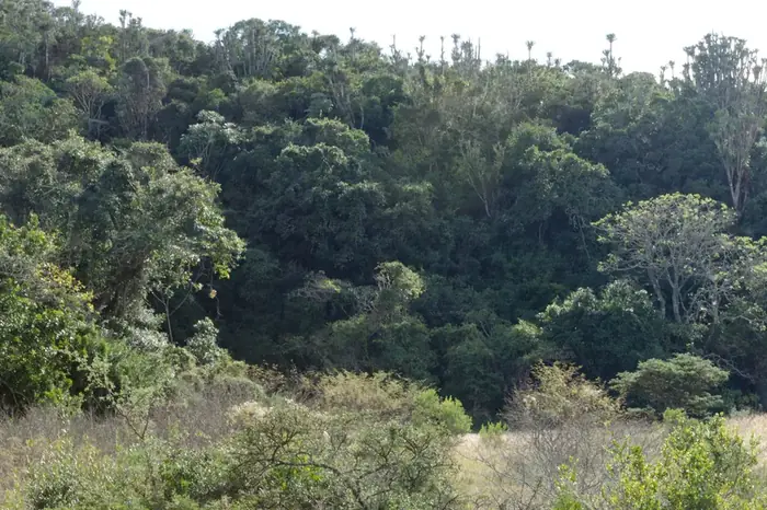 Indigenous forest retained within the estate