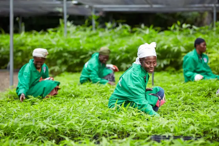 Nursery workers in green uniforms tending young bamboo seedlings