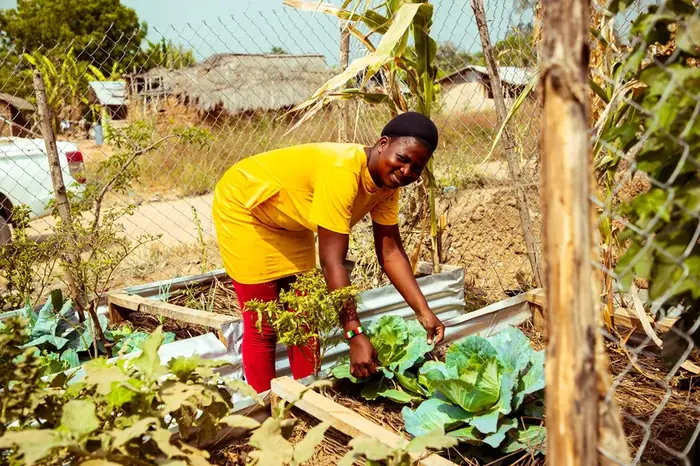 A woman tending cabbages in her household garden