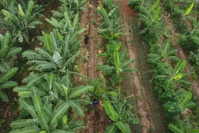 Bamboo planted in rows alongside native regrowth, seen from the air