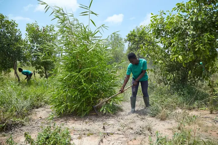 A worker clearing around young bamboo growing beside native trees